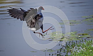 Australasian Swamphen

Landing