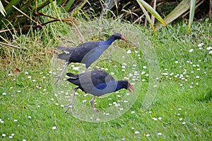 Australasian Swamphens