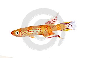 Australe kap lopez killifish Aphyosemion austral Aquarium fish photo