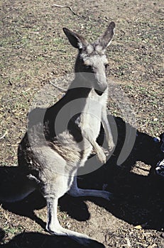 Australia 1999, Australian Kangaroo, 1990s Snapshot