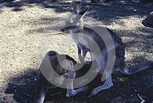 Australia 1999, Australian Kangaroo, 1990s Snapshot