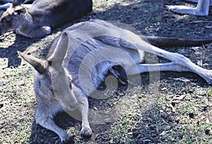 Australia 1999, Australian Kangaroo, 1990s Snapshot