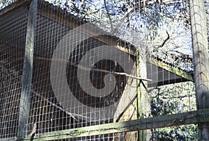 Australia 1999, Birds Caged in 1990s Zoo