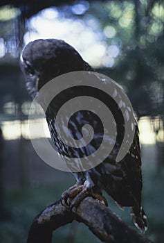 Australia 1999, Birds Caged in 1990s Zoo