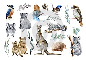 Australia animal and bird watercolor set. Hand drawn kangaroo, koala, kookaburra, echidna, kingfisher, cassowary