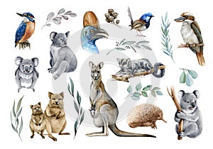 Australia animal and bird watercolor set. Hand drawn kangaroo, koala, kookaburra, echidna, kingfisher, cassowary photo