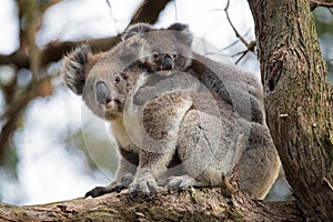 Australia Baby Koala Bear and mom.