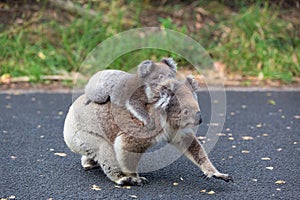 Australia Baby Koala Bear and mom.