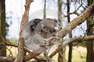 Australia Baby Koala Bear and mom.