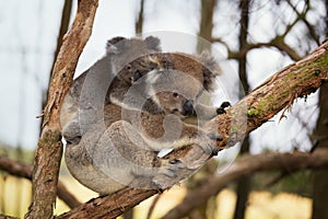 Australia Baby Koala Bear and mom.