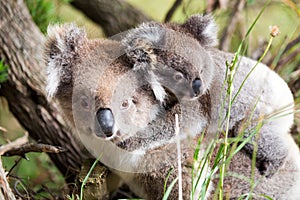 Australia Baby Koala Bear and mom at the bottom of a tree