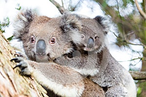 Australia Baby Koala Bear and mom sitting on a tree