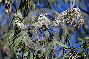 Australia, Black Peppermint tree