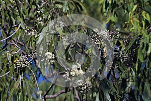Australia, Black Peppermint tree