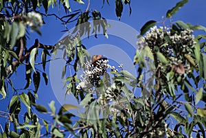 Australia, Black Peppermint tree