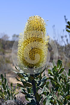 Australia, Botany, banksia blossom