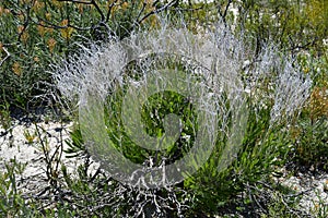 Australia, Botany, Bush