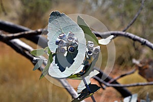 Australia, Botany, Eucalyptus