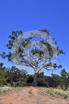 Australia, Botany, Eucalyptus