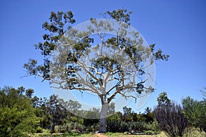 Australia, Botany, Eucalyptus