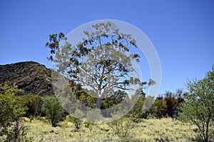 Australia, Botany, Eucalyptus