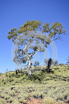 Australia, Botany, Eucalyptus