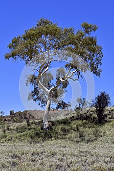 Australia, Botany, Eucalyptus