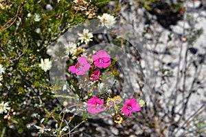 Australia, Botany, Flora