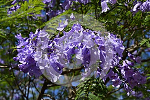 Australia,  Botany, Jacaranda tree
