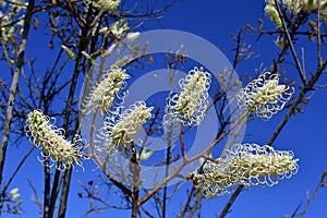 Australia, Botany, Grevillea