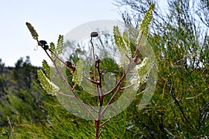 Australia, Botany, Grevillea