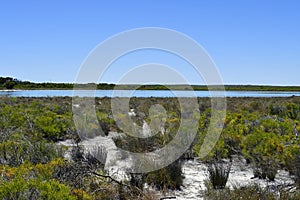 Australia, Botany, Lake Thetis