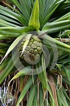 Australia, Botany, Srew Palm