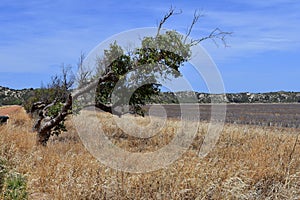 Australia, Botany, Tree
