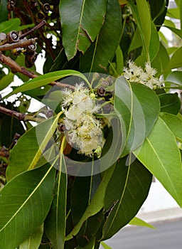 Australia, Botany, Trees