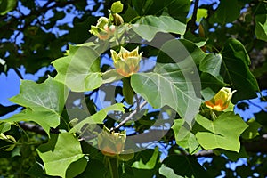 Australia, Botany, Tulip Tree