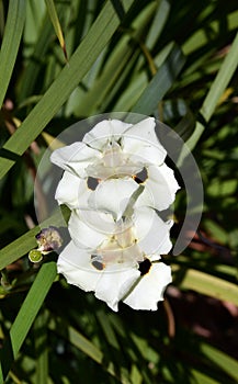 Australia, Botany, wildflower