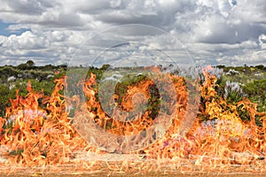 Australia bush burning in fire