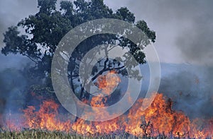 Australia Bush fire photo