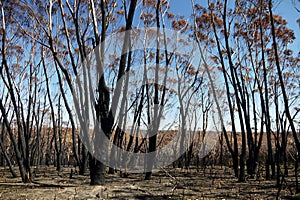 Australia bush fire: burnt eucalypt forest photo