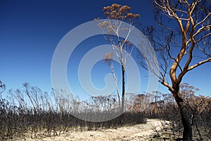 Australia bush fire: burnt eucalyptus trees photo