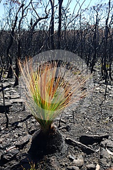 Australia bush fire: burnt grass tree regenerating