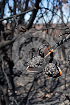 Australia bush fire: burnt hakea seedpods close