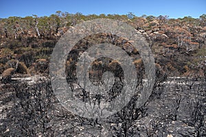 Australia bush fire: burnt hillside h