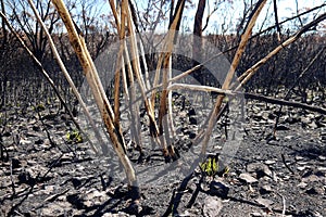 Australia bush fire: burnt mallee eucalypt