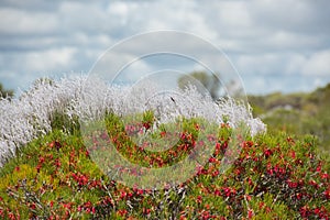 Australia bush flowers flora detail