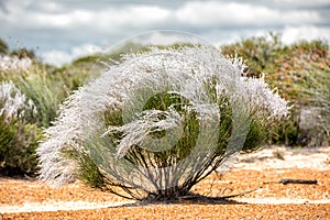 Australia bush flowers flora detail