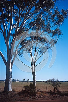 Australia bushland