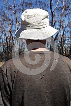 Australia: bushwalking man with flies on back photo