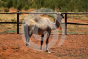 Australia, camel farm